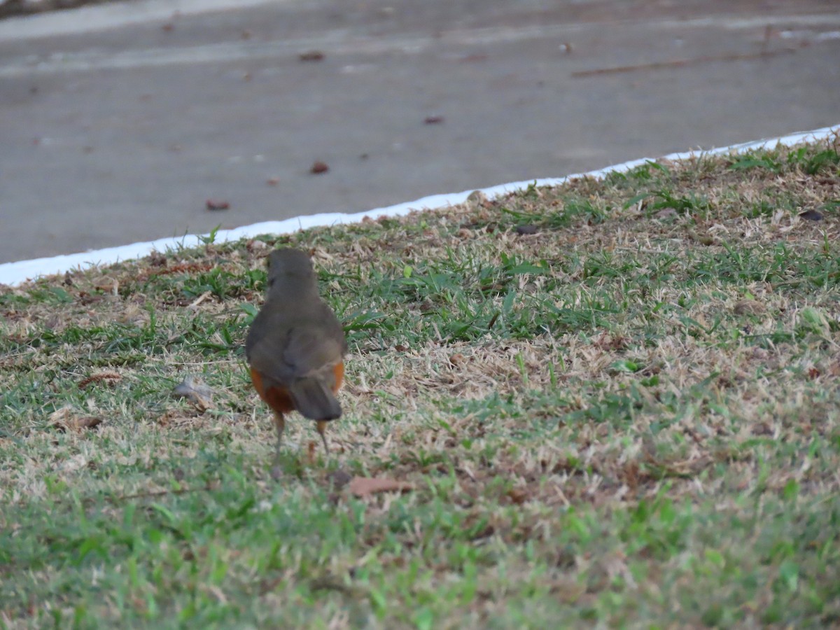 Rufous-bellied Thrush - ML642009476