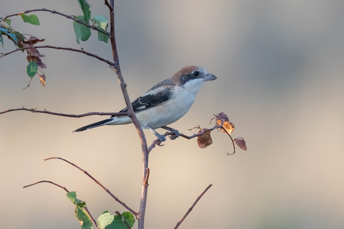 Woodchat Shrike - ML642009477