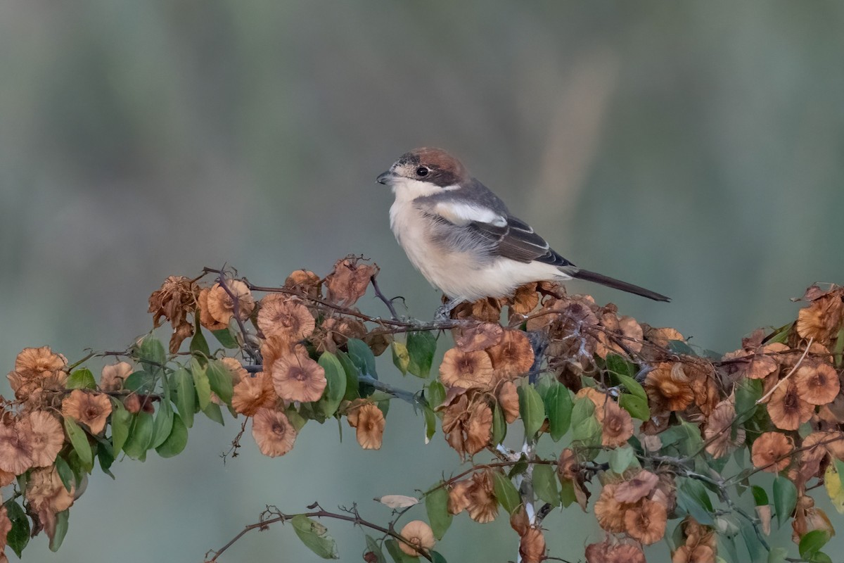 Woodchat Shrike - ML642009478