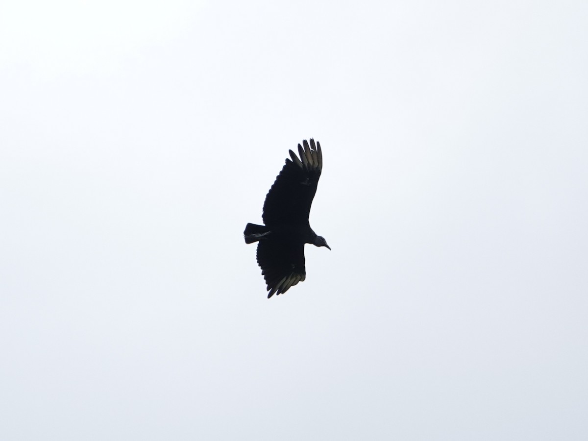 Black Vulture - ML642009482
