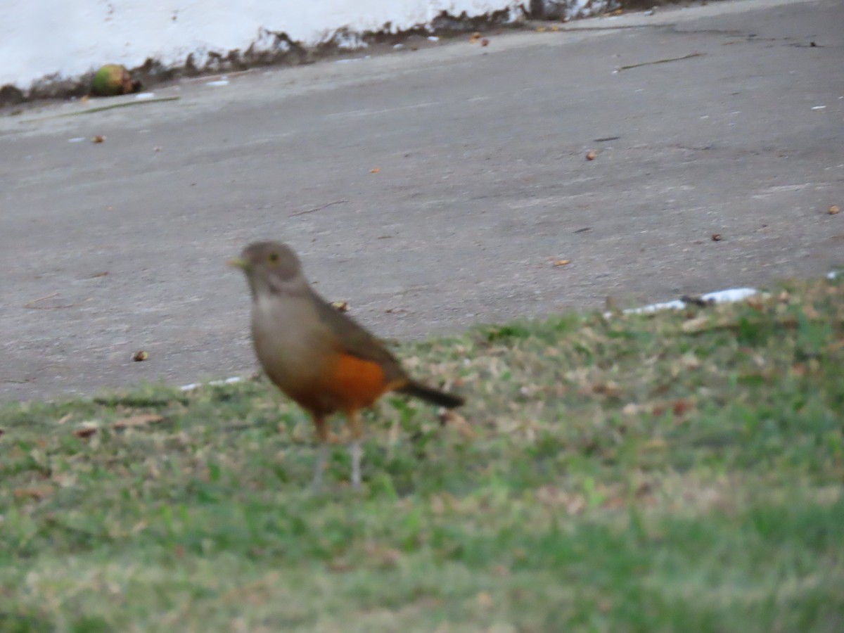 Rufous-bellied Thrush - ML642009484