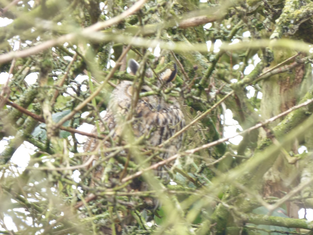 Long-eared Owl - ML642009500