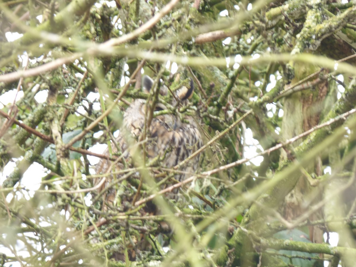 Long-eared Owl - ML642009501