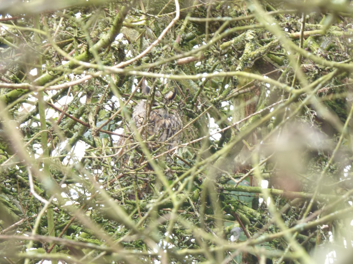 Long-eared Owl - ML642009502