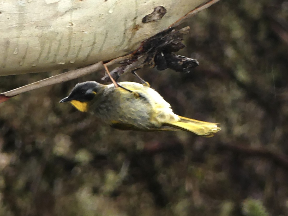 Yellow-throated Honeyeater - ML642009507