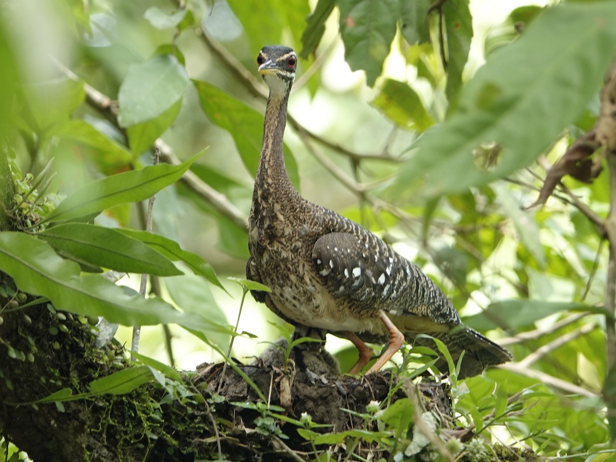Sunbittern - ML642009510