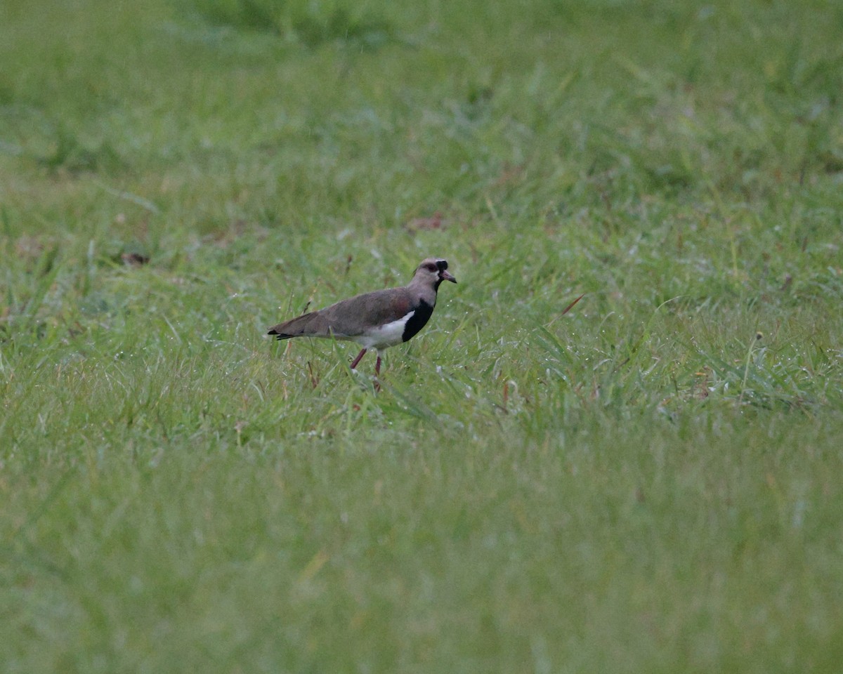 Southern Lapwing - ML642009511