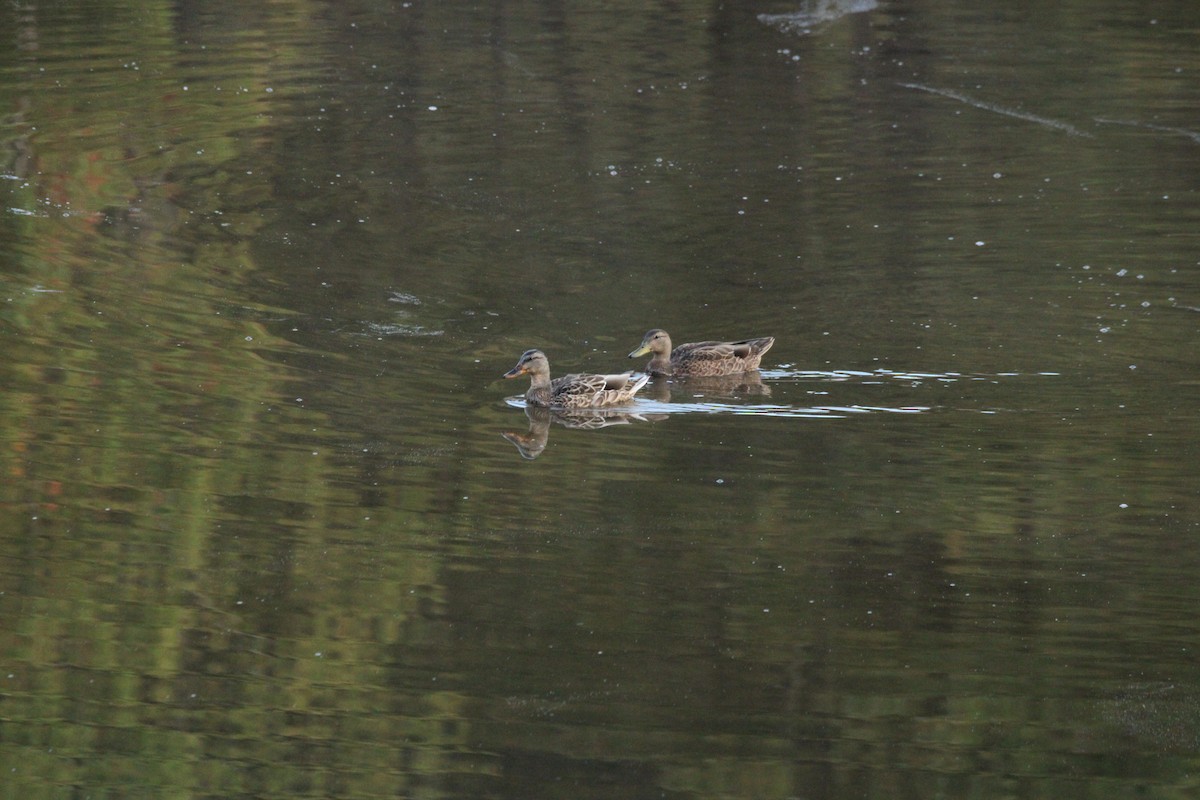 Mallard - ML642009512