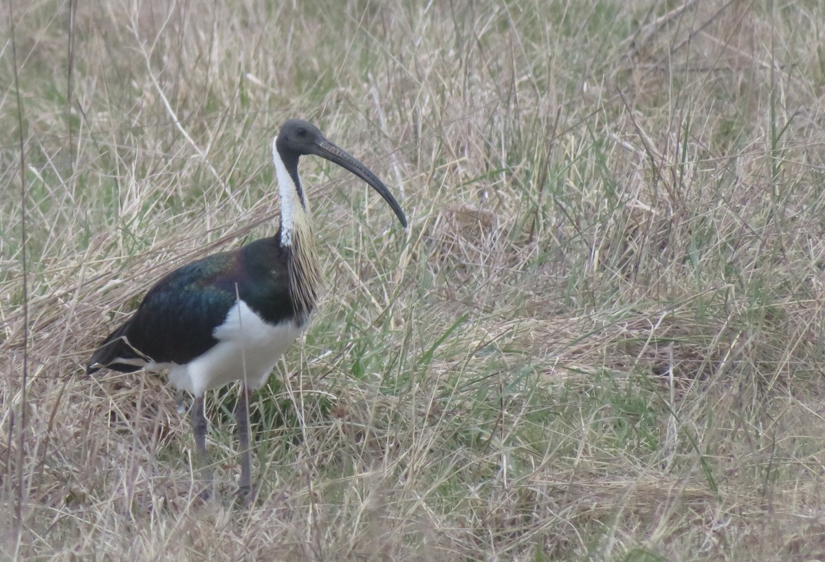 Straw-necked Ibis - ML642009514