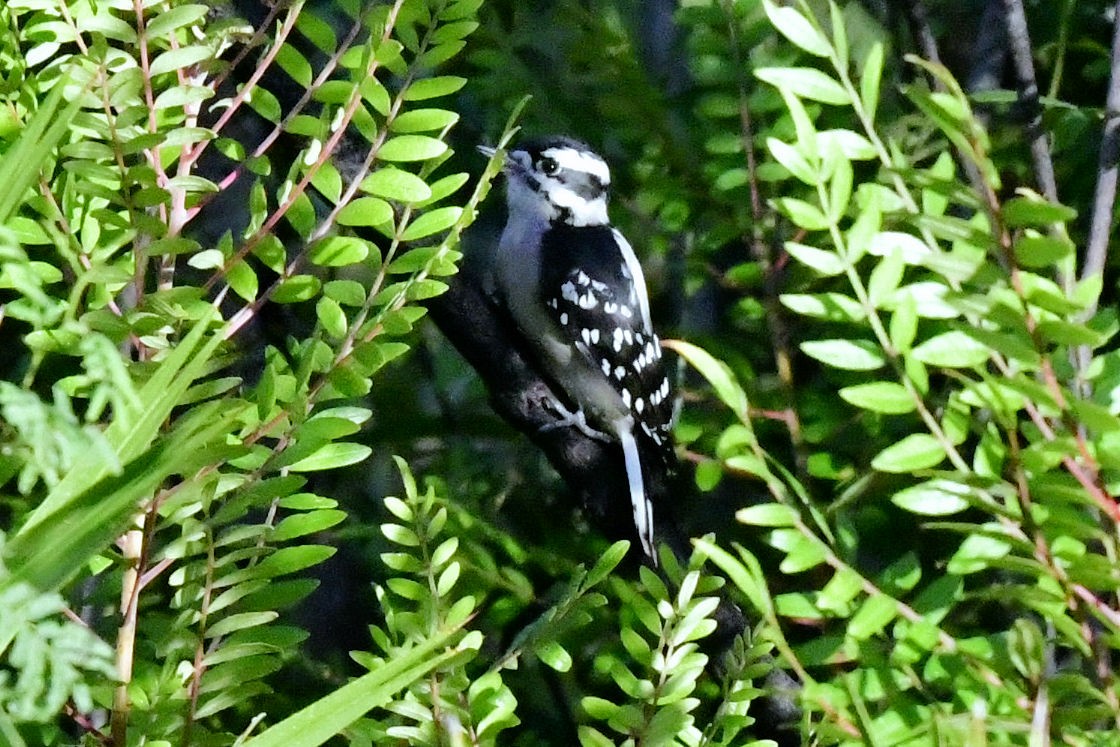 Downy Woodpecker - ML642009515