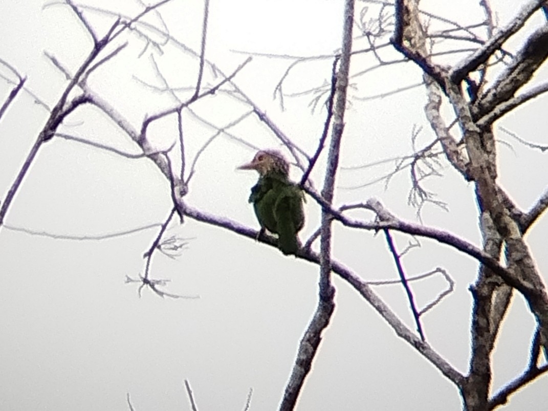 Lineated Barbet - ML642009516