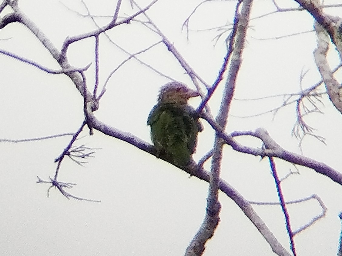 Lineated Barbet - ML642009517