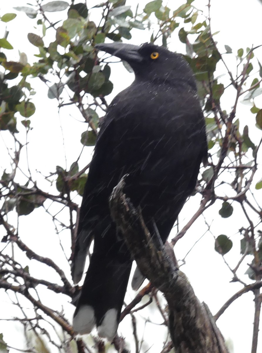 Black Currawong - ML642009518