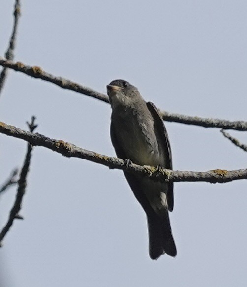 Olive-sided Flycatcher - ML642009521