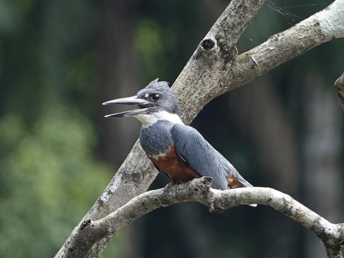Ringed Kingfisher - ML642009523