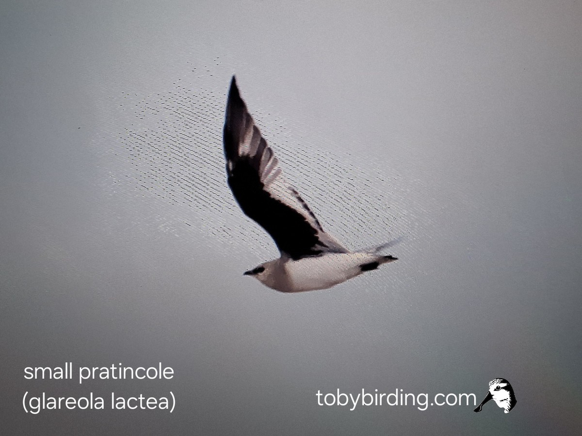 Small Pratincole - ML642009528