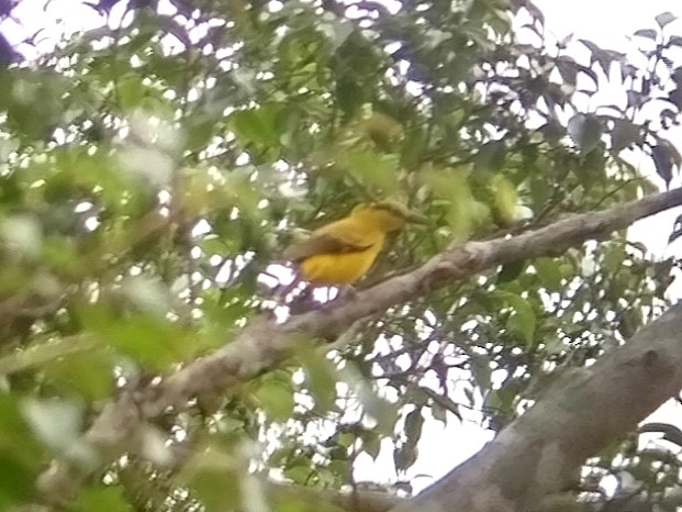 Black-naped Oriole - ML642009529