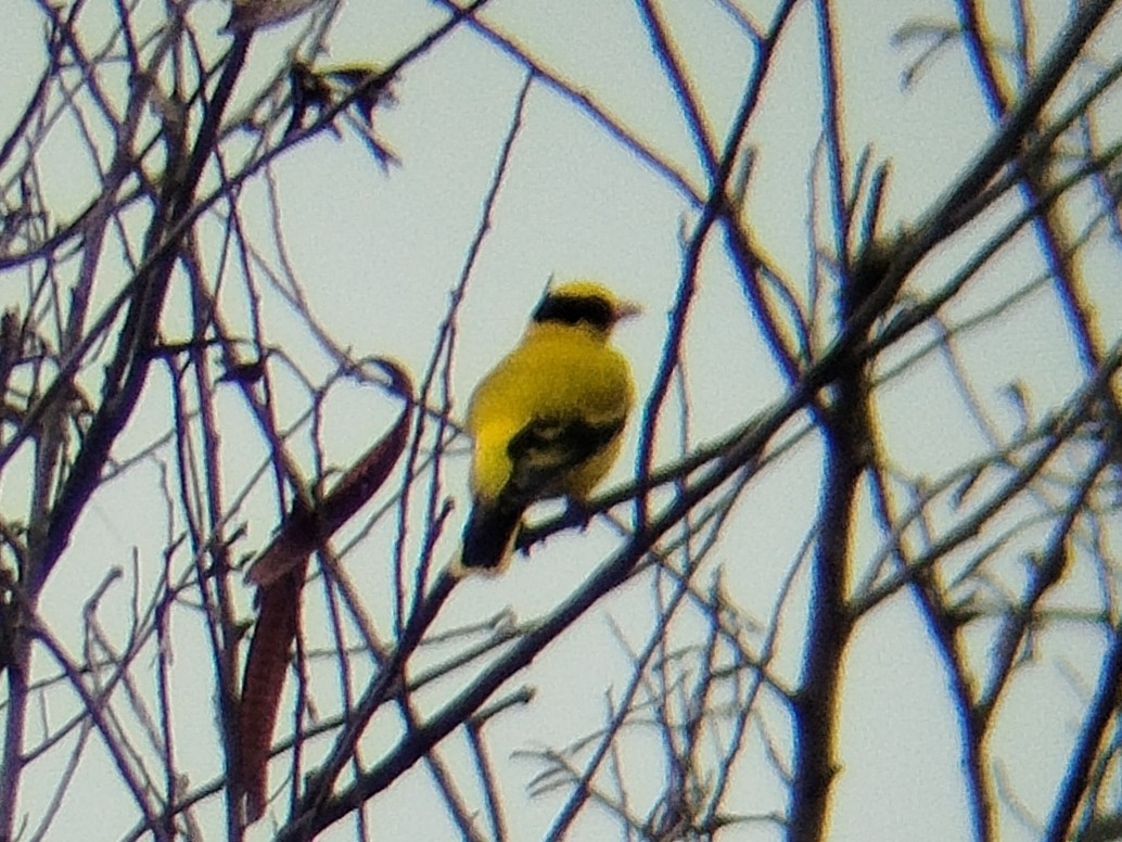 Black-naped Oriole - ML642009530