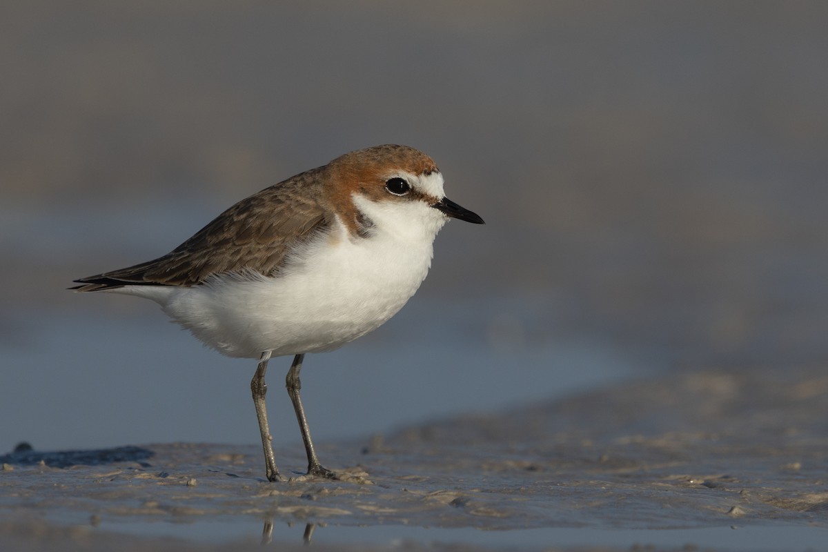 Red-capped Plover - ML642009531
