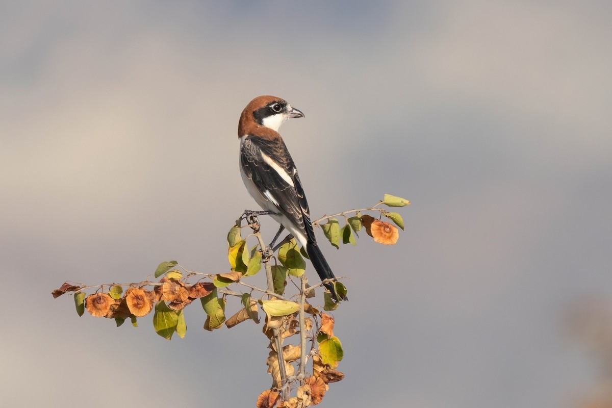 Woodchat Shrike - ML642009534