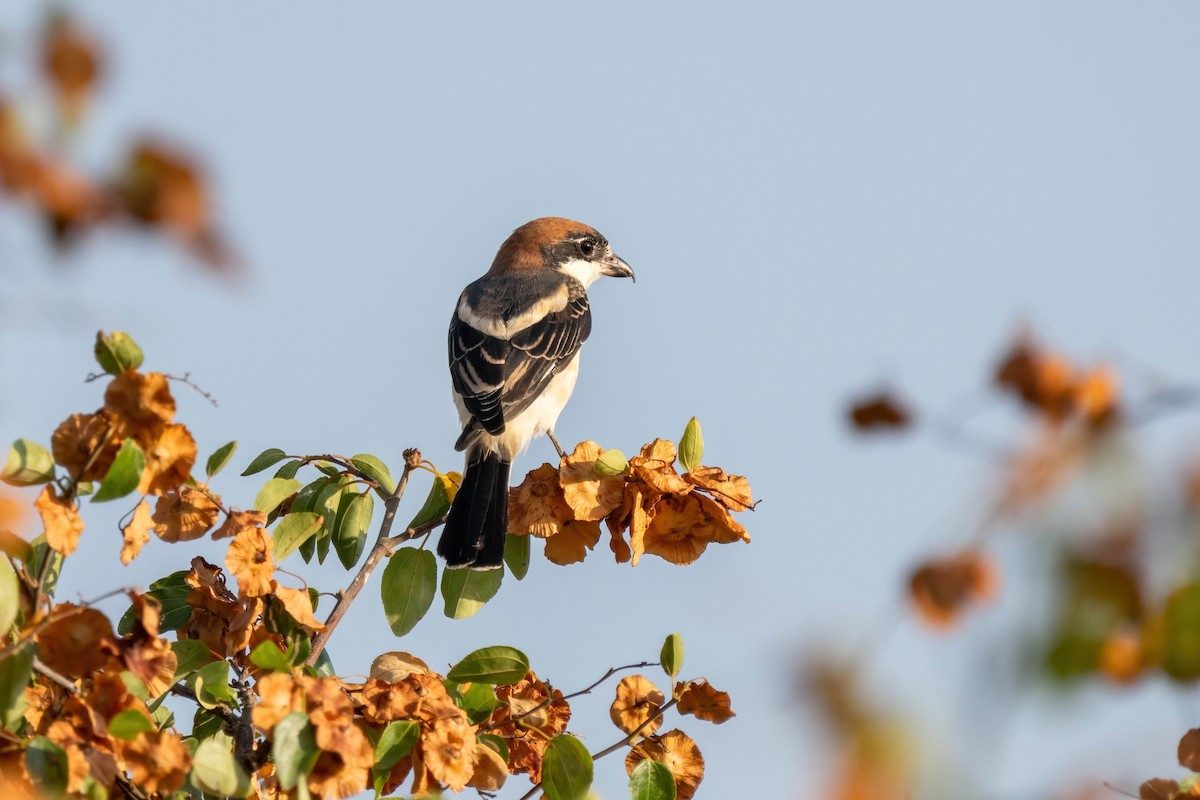 Woodchat Shrike - ML642009535