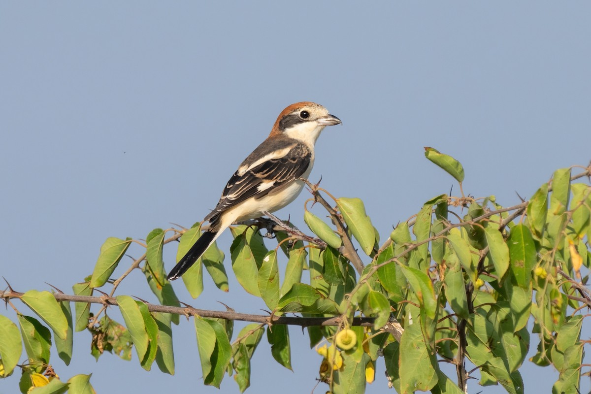 Woodchat Shrike - ML642009536