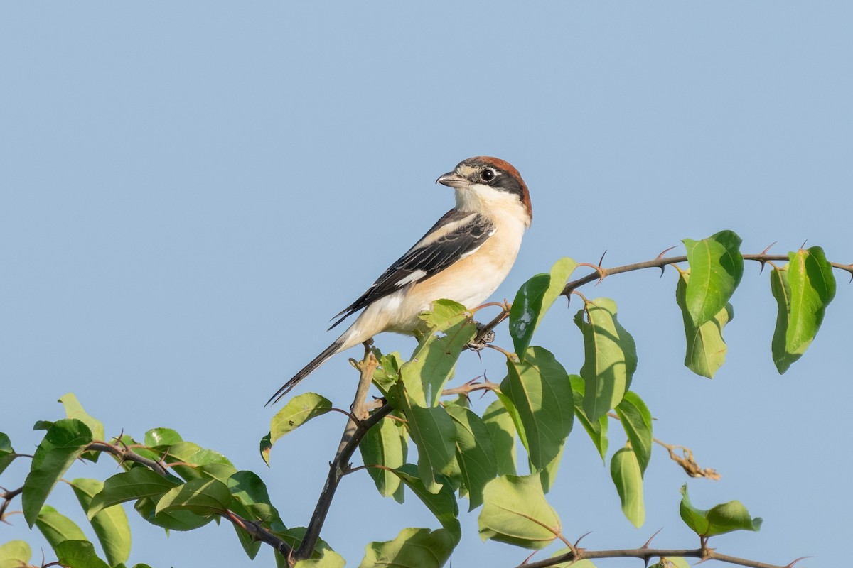 Woodchat Shrike - ML642009538