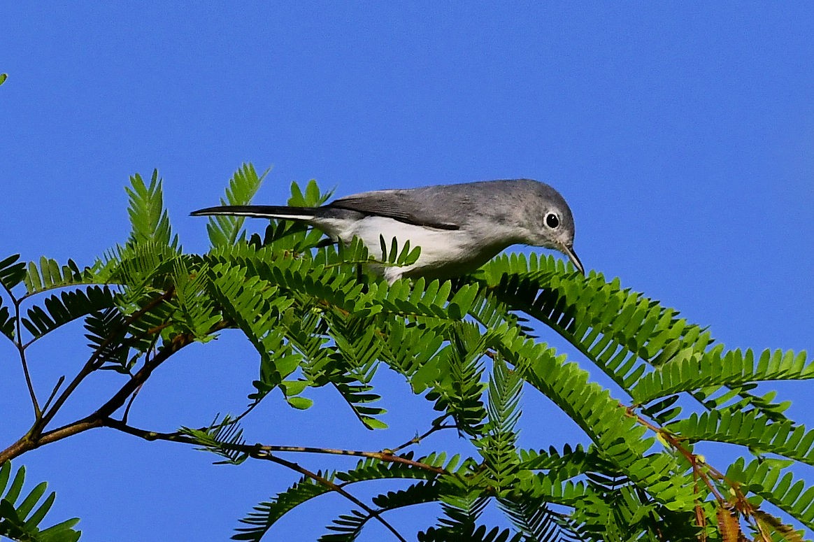 Blue-gray Gnatcatcher - ML642009539