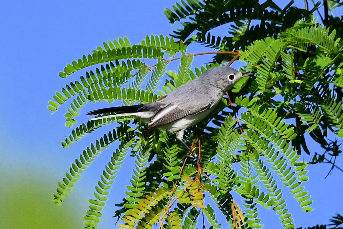 Blue-gray Gnatcatcher - ML642009540