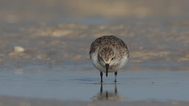 Red-necked Stint - ML642009541