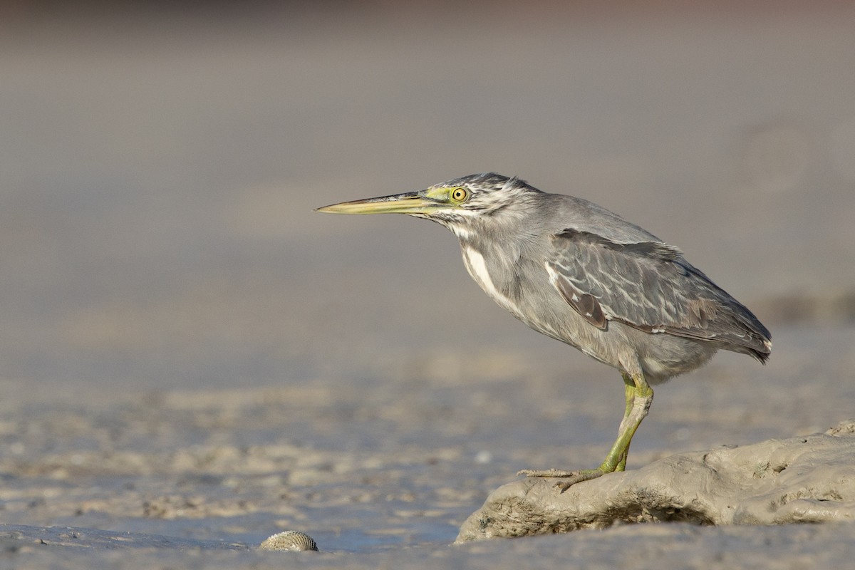 Striated Heron (Old World) - ML642009555