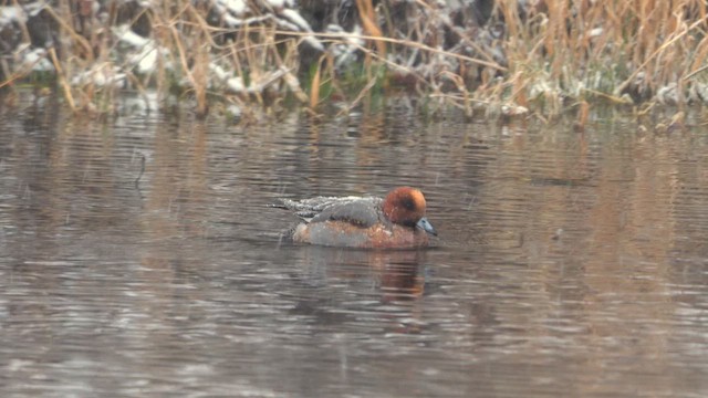 Eurasian Wigeon - ML642009556