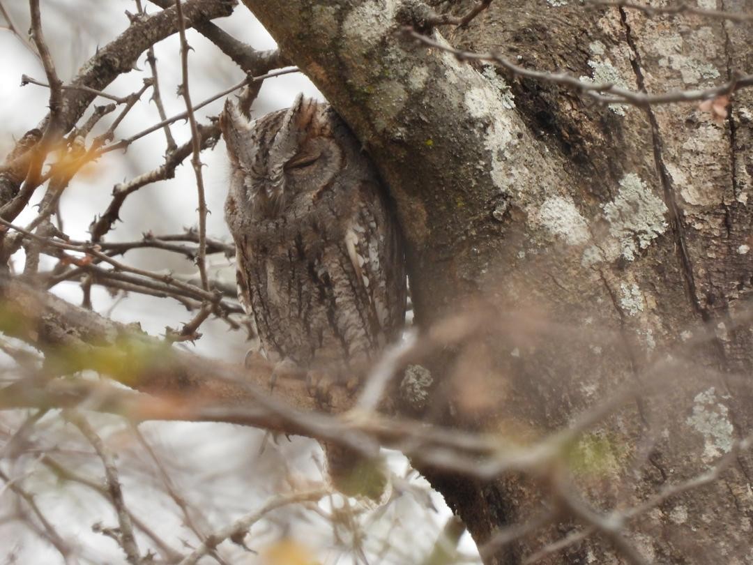 African Scops-Owl - ML642009557
