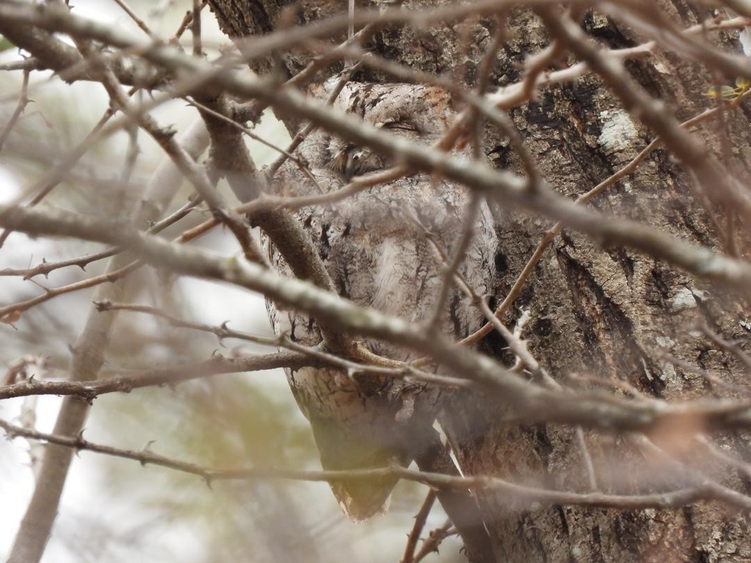 African Scops-Owl - ML642009558