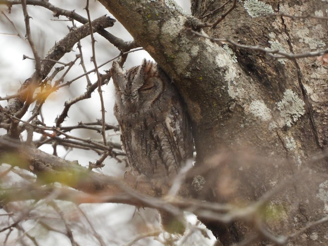 African Scops-Owl - ML642009559