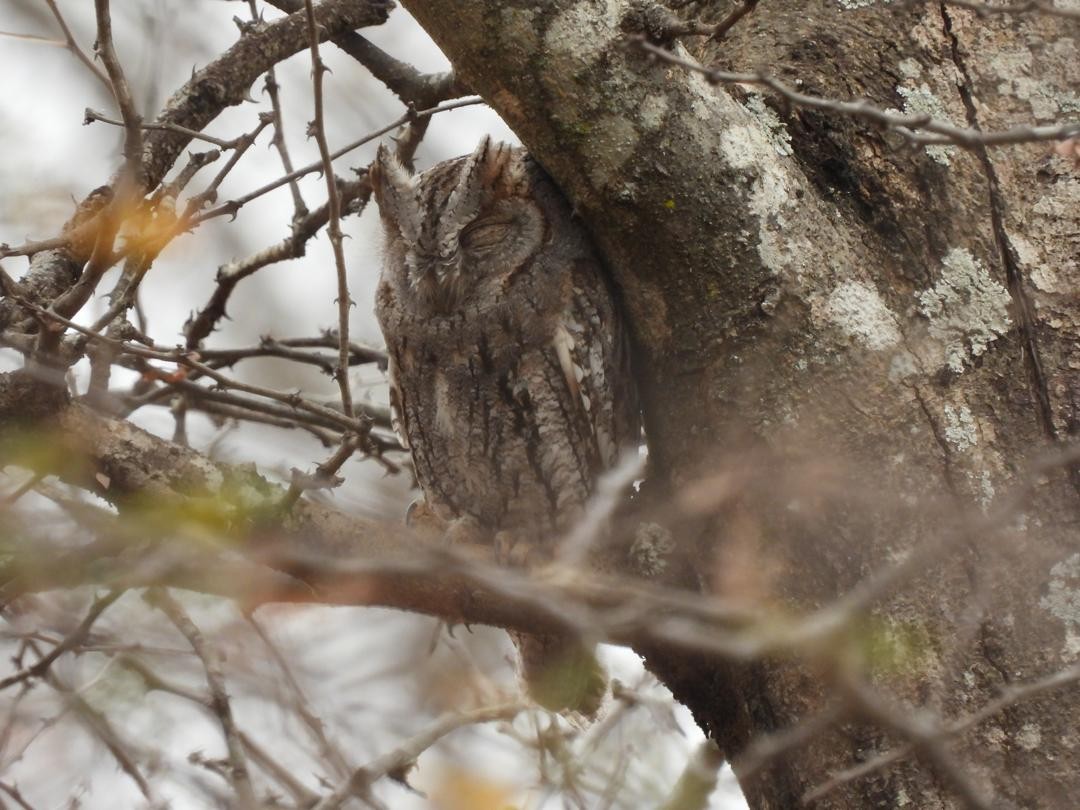 African Scops-Owl - ML642009560