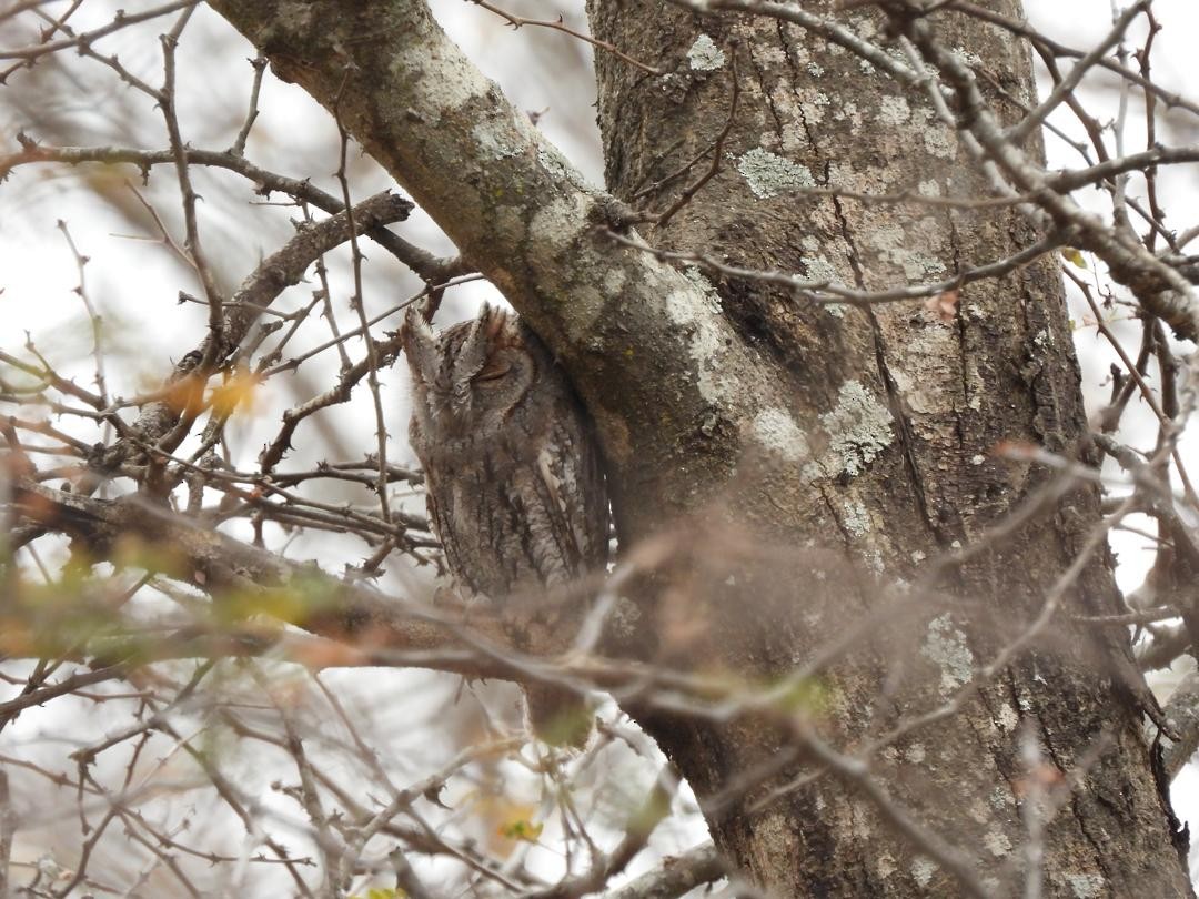 African Scops-Owl - ML642009561