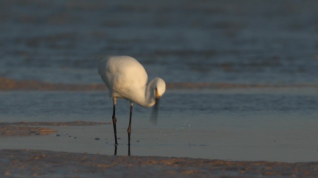 Little Egret (Australasian) - ML642009564