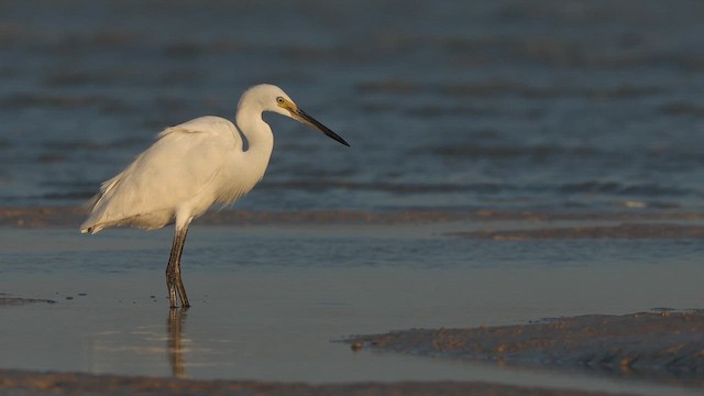 Little Egret (Australasian) - ML642009565