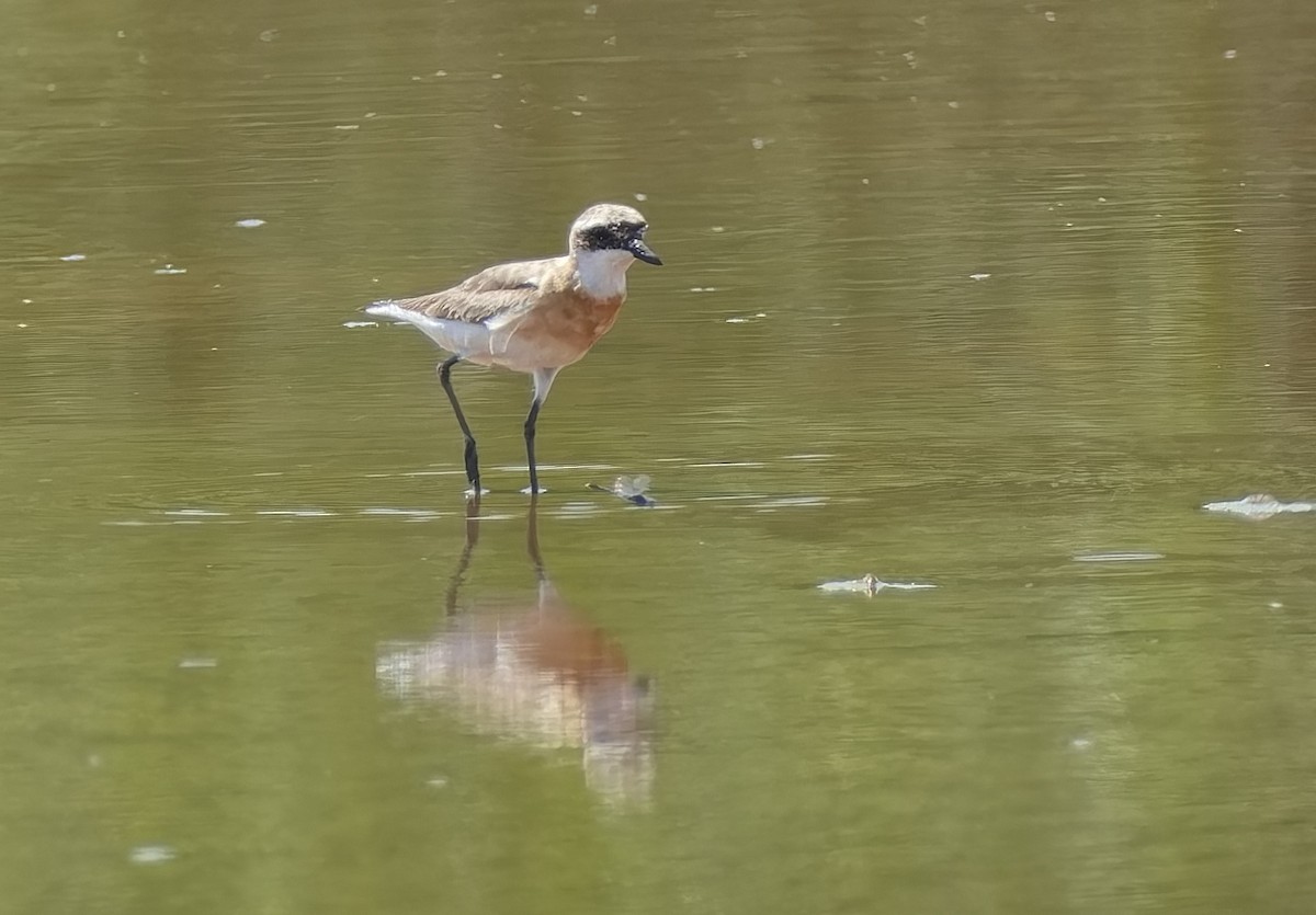 Tibetan Sand-Plover - ML642009574