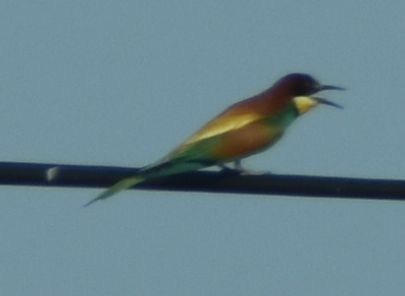 European Bee-eater - ML642009575