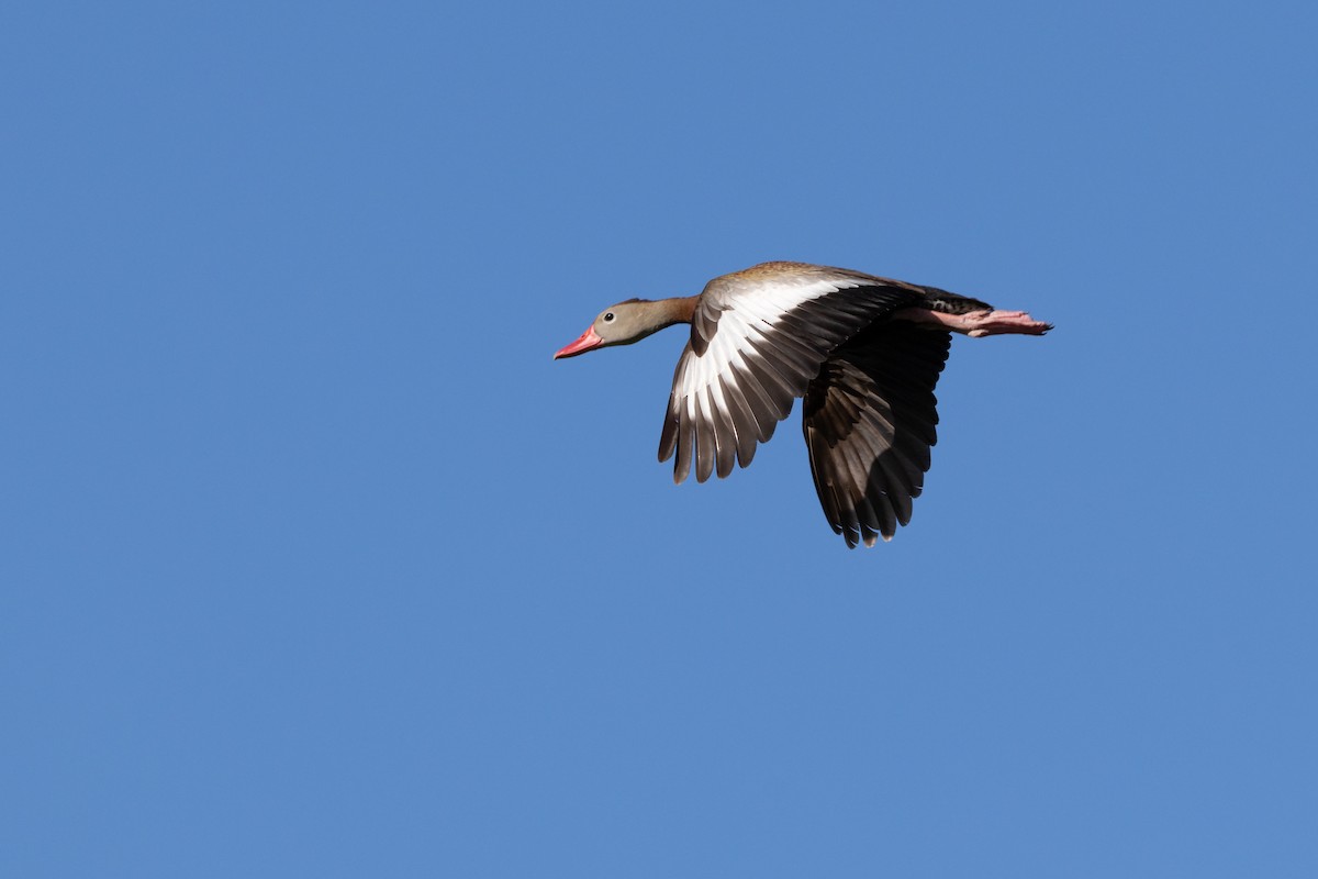 Black-bellied Whistling-Duck - ML642009579