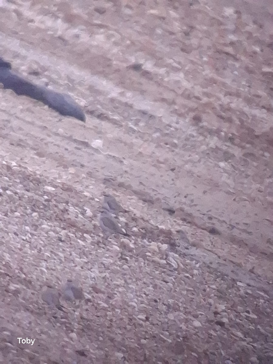 Small Pratincole - ML642009584