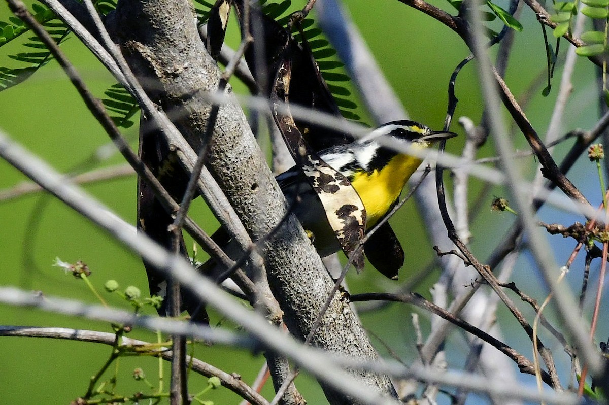 Yellow-throated Warbler - ML642009588