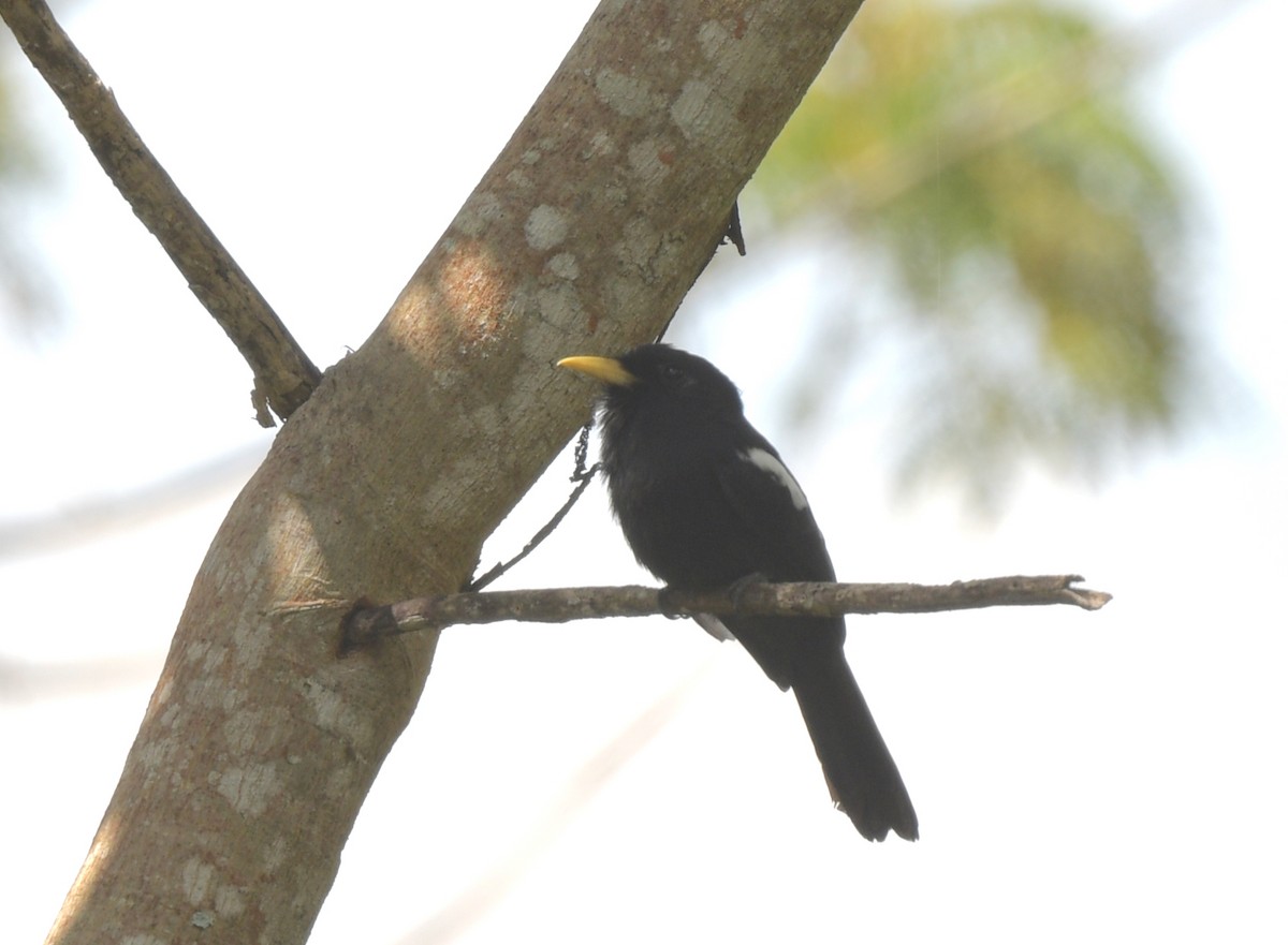 Yellow-billed Nunbird - ML642009591