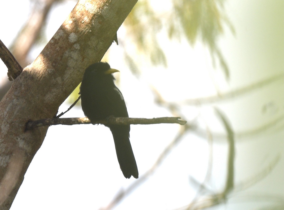 Yellow-billed Nunbird - ML642009592