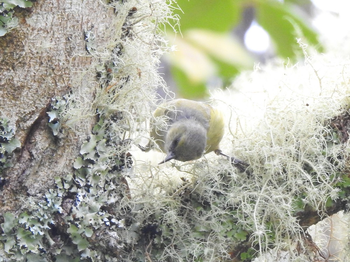 Hawaii Creeper - ML642009624