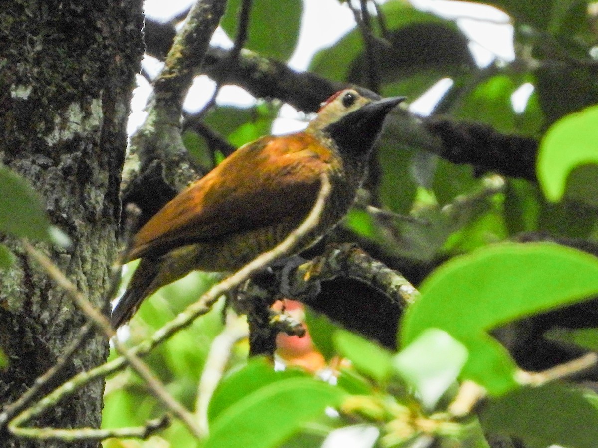 Golden-olive Woodpecker - ML642009638