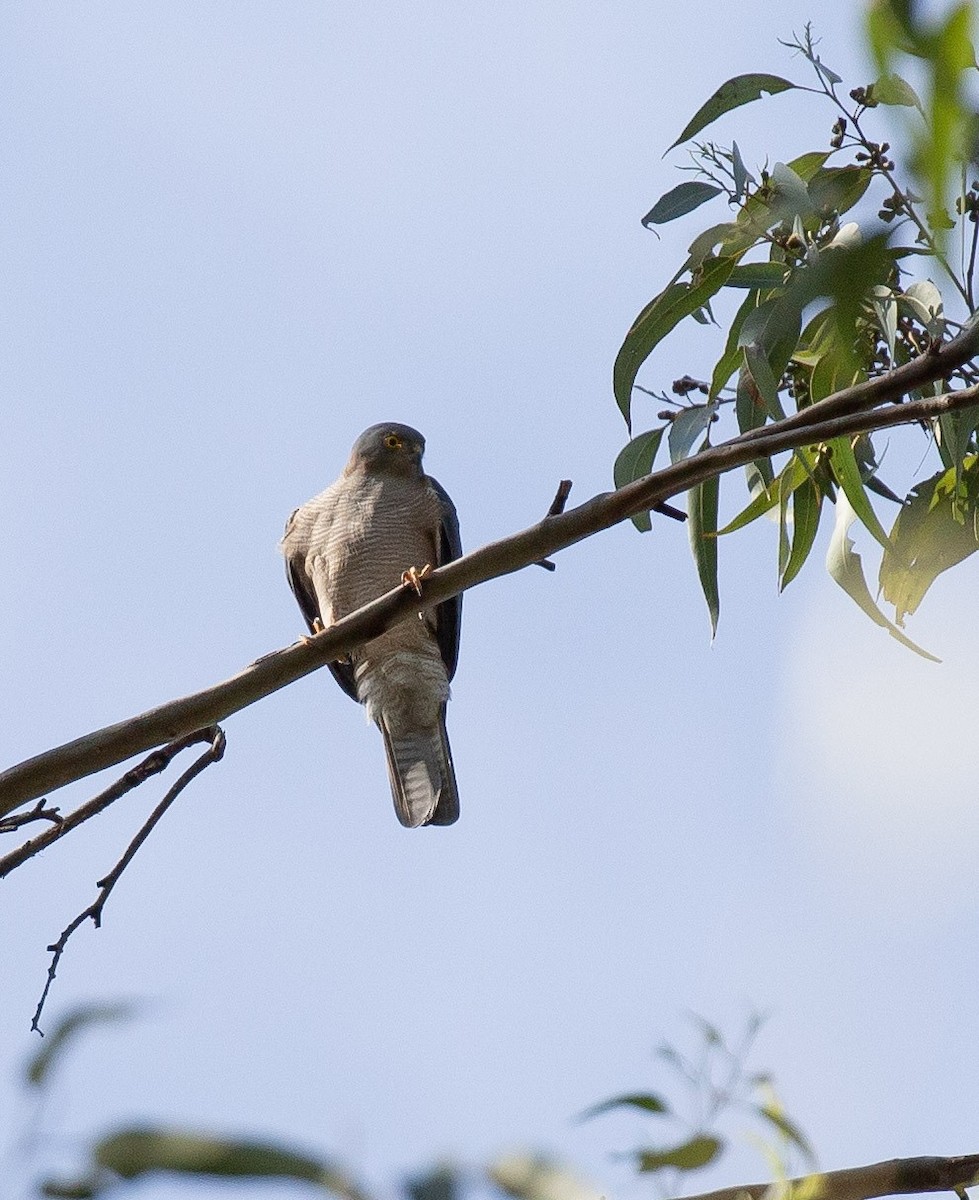 Collared Sparrowhawk - ML642009648