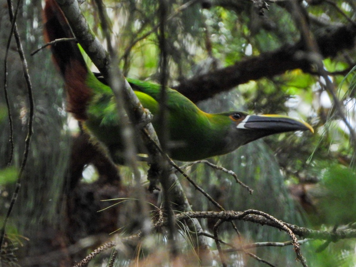 Southern Emerald-Toucanet - ML642009671